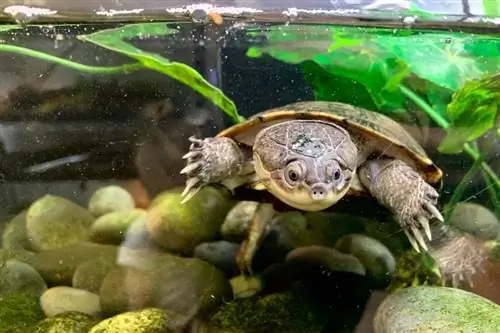 Африканска страничношита костенурка: лист за грижа, настройка на аквариума, диета & Още (със снимки)