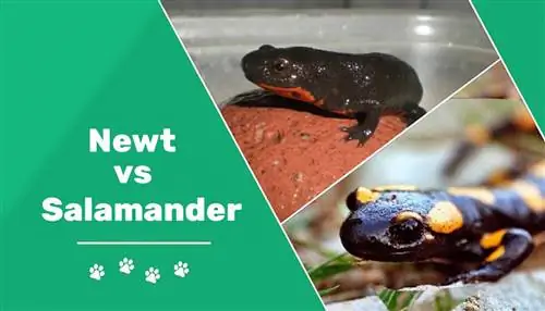 Newt vs. Salamander: Mga Pangunahing Pagkakaiba (May Mga Larawan)