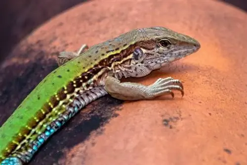 Green Ameiva: черти, история, храна & Ръководство за грижа (със снимки)