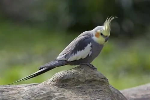 Cockatiel-seler: Er de etiske? Hva er deres bruksområder?