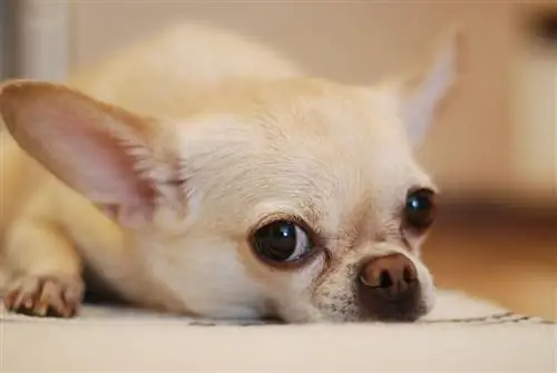 Hoe zien huidlabels eruit bij honden? Door dierenarts beoordeelde tekenen, oorzaken & Behandeling