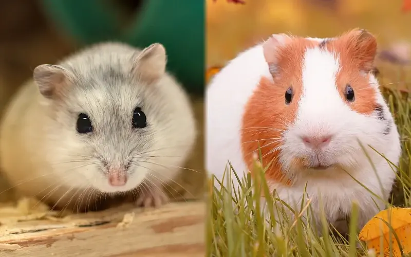 Kan hamstere og marsvin leve sammen? Fakta & FAQ