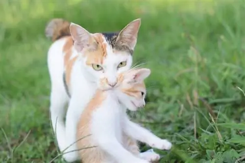 Yabani Kediler Yavrularını Ne Sıklıkla Hareket Ettirirler? Açıklanan Kedi Davranışı