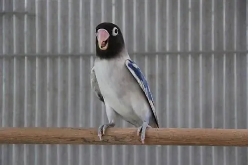 Pied Lovebird: Jellemzők, történelem, étel & Gondozás (képekkel)