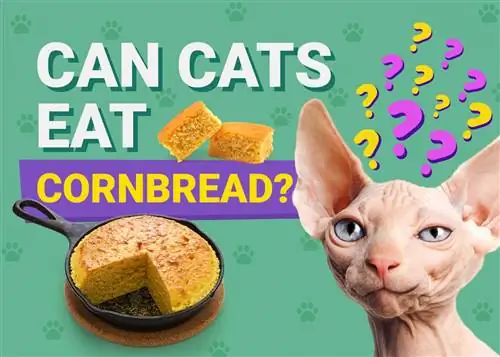 Bisakah Kucing Makan Roti Jagung? Fakta yang Ditinjau Dokter Hewan & FAQ