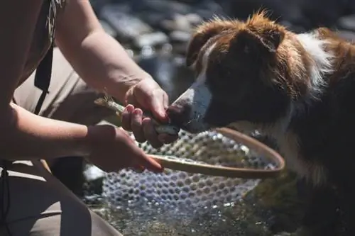 Chó có ăn được cá hồi không? Thông tin được bác sĩ thú y đánh giá & Thông tin