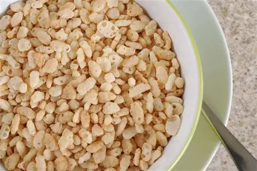 האם כלבים יכולים לאכול קריספי אורז? וטרינר בדק עובדות & שאלות נפוצות