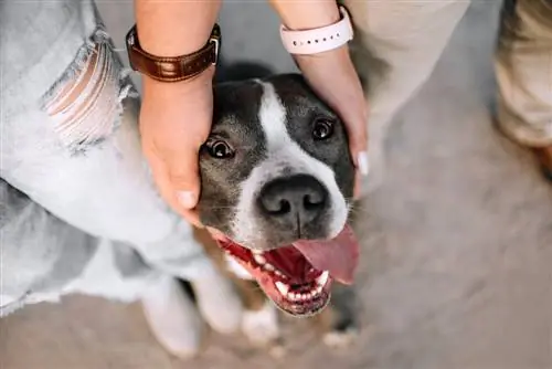 Може ли Питбул да бъде куче за емоционална подкрепа? ЧЗВ & Алтернативни породи