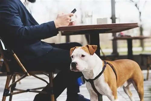 Czy psy mogą przebywać w Starbucks? Zasady dotyczące zwierząt domowych 2023 & Często zadawane pytania