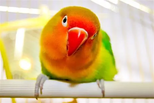 Red-Headed Lovebird: Info, Origin & Care (Med bilder)