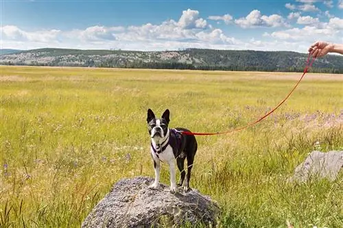 Adakah Anjing Dibenarkan di Taman Negara Yellowstone? (Kemas Kini 2023)