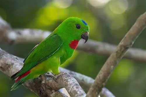 Red Rump Parakeet: Traits, History, & Pleje (med billeder)