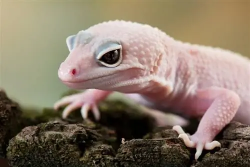 Blizzard Leopard Gecko: Info, Obrázky & Návod na péči pro začátečníky