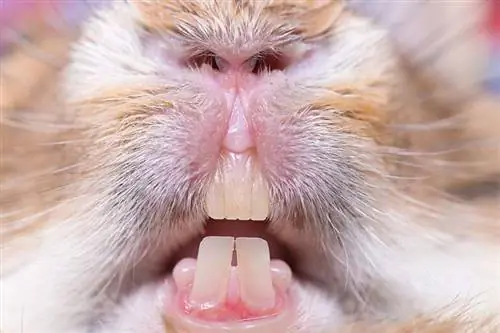 Sådan holder du en kanins tænder korte: 7 dyrlægegodkendte tips
