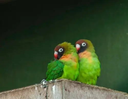 Black-Cheeked Lovebird: lastnosti, hrana & Vodnik za nego (s slikami)