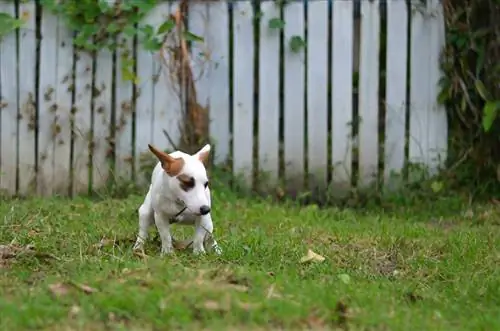 Hunde mit Koprophagie: Warum frisst Ihr Hund Kot?