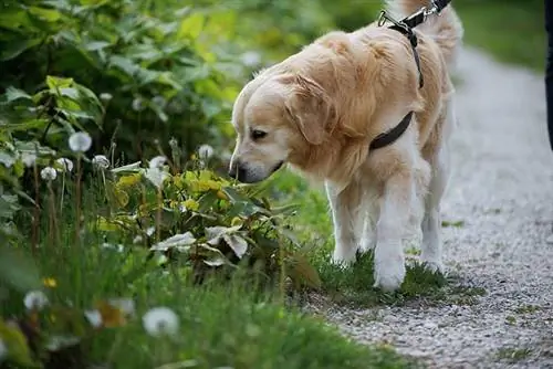 Top 12 hunderacer med den bedste lugtesans (med billeder)