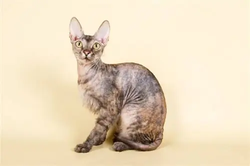 7 Baka Kucing Tanpa Rambut (dengan Gambar)