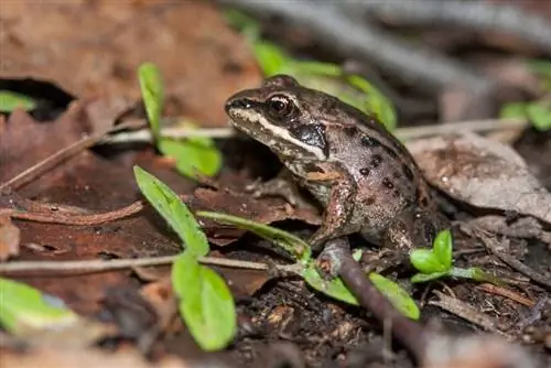 12 vrsta žaba pronađenih u Michiganu (sa slikama)
