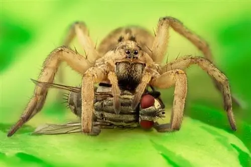 Çfarë hanë merimangat e ujkut në natyrë dhe si kafshë shtëpiake? Udhëzues për të ushqyerit