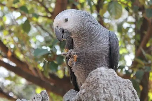 African Grey Parrot: Maelezo, Ukweli, Picha, & Mwongozo wa Utunzaji