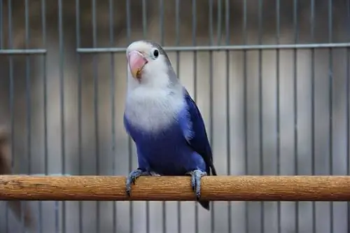 Menekşe Cennet papağanı: Özellikleri, Tarihçesi, Yiyecekleri & Bakım (Resimlerle)