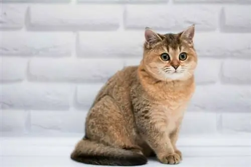 Sú Munchkin Cats hypoalergénne? Fakty schválené veterinárom & často kladené otázky