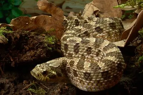 Western Hognose Slang: feite, inligting, prente & Sorggids