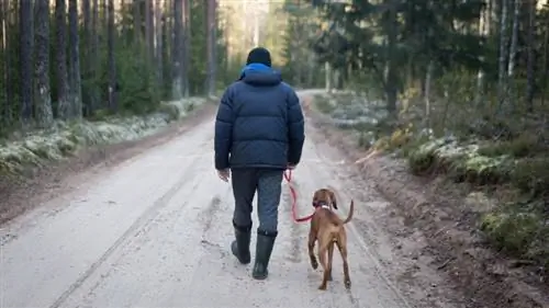 Sådan holder du dine hunde sikre mod ulveangreb: 2023-guide