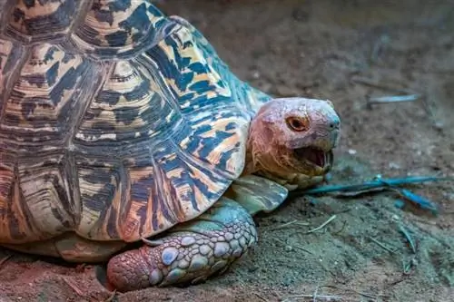 2 razões pelas quais sua tartaruga de estimação está sibilando: & O que fazer sobre isso