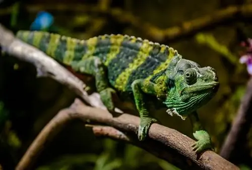 Ktoré chameleóny menia farby? (s obrázkami)