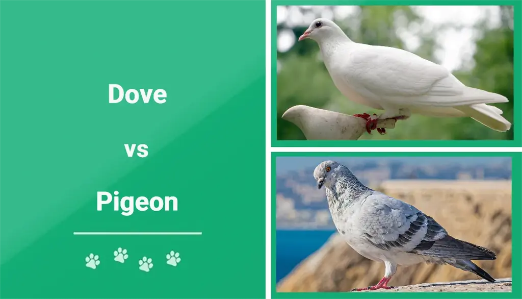 Dove vs. Pigeon: Meglepő különbségek & Hasonlóságok (képekkel)