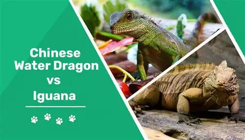 Kineski vodeni zmaj protiv iguane: ključne razlike (sa slikama)