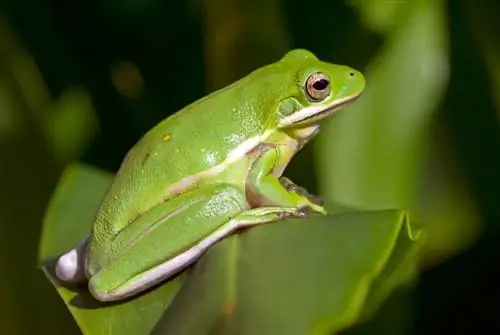 American Green Tree Frog: Karta pielęgnacji, żywotność & Więcej (ze zdjęciami)