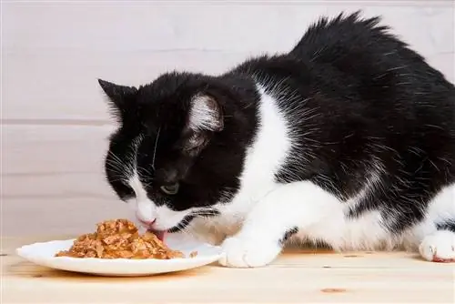 9 geriausias maistas vyresnio amžiaus katėms 2023 m. – Atsiliepimai & Populiariausi pasirinkimai