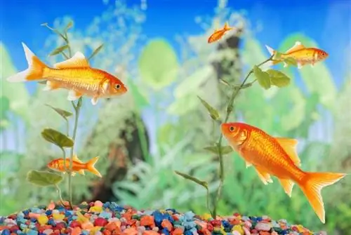 წყლის დინება ოქროს თევზის ავზში: წყლის ფაქტები & ხშირად დასმული კითხვები