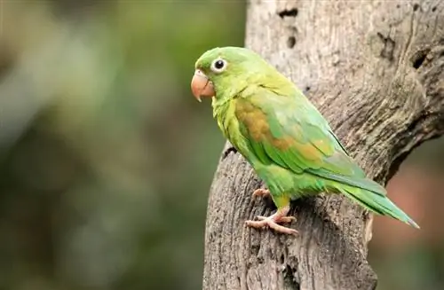 English Budgies & Vẹt đuôi dài: Đặc điểm, & Hướng dẫn chăm sóc (Có hình ảnh)