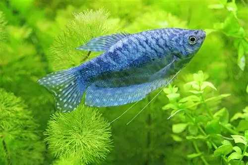 Cara Menghilangkan Cacing Camallanus dalam Ikan: Panduan Langkah demi Langkah
