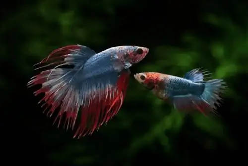 A mund të jetojnë së bashku Peshku Betta Mashkull dhe Femra? Këshilla e rishikuar nga veterineri