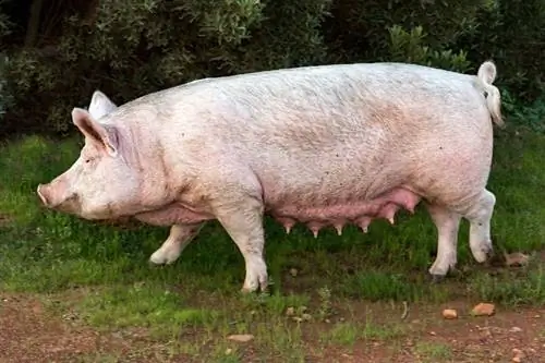 Czy świnie mają kopyta czy kłusy? Co musisz wiedzieć