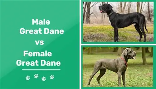 Férfi vs nőstény dogok: különbségek (képekkel)
