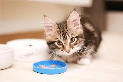 10 Best Kitten Treats in 2023 – Recensioni & Top Picks