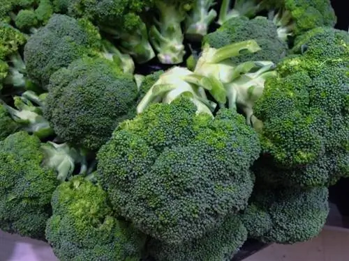 İquanalar brokoli yeyə bilərmi? Nə Bilməlisən