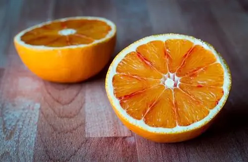 Kan leguaner spise appelsiner? Hvad du behøver at vide