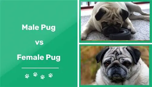 Pug Lelaki vs Perempuan: Perbezaan Utama (Dengan Gambar)