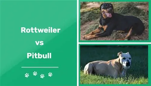 Rottweiler vs Pit Bull: Rozdiely (s obrázkami)