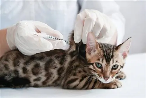 ¿Qué vacunas necesitan los gatitos y cuándo? Datos & Preguntas frecuentes