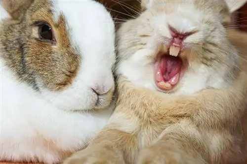 Proč můj králík kýchá? 6 Vet zkontrolovaných důvodů