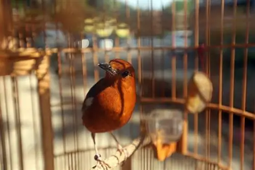 Kā pasargāt savu mājdzīvnieku putnu no nozagšanas: 13 padomi & triki