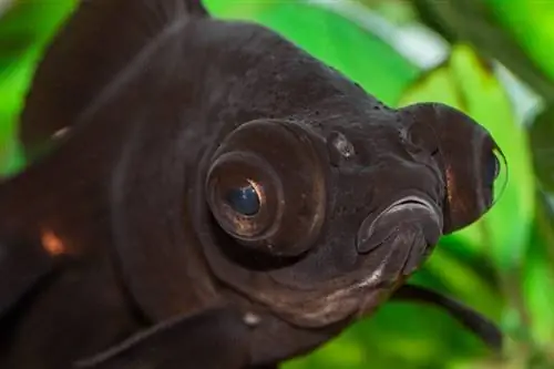 Black Moor Goldfish: Pleieguide, varianter, bilder & Mer